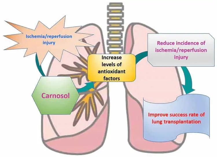 diagram of how carnosol might help lung transplant patients