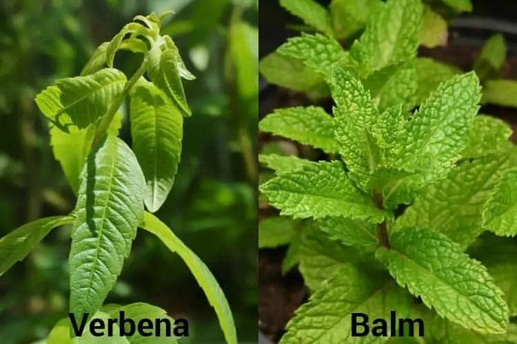 Lemon Verbena Benefits