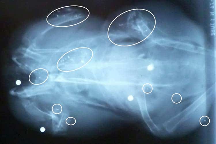 X-ray showing lead shotgun pellets in shot wood pigeon bird