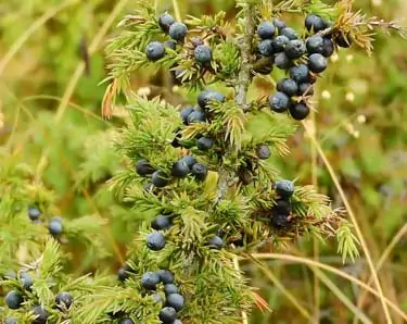 Juniper Berries Benefits For Blood Sugar and More