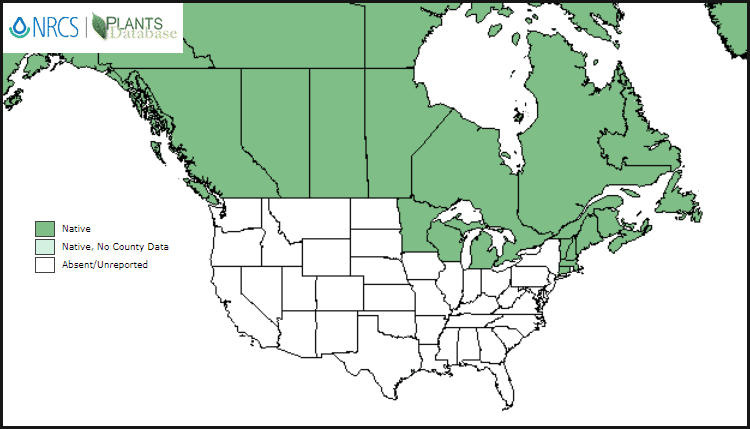 North American map showing where lingonberries grow native to climate