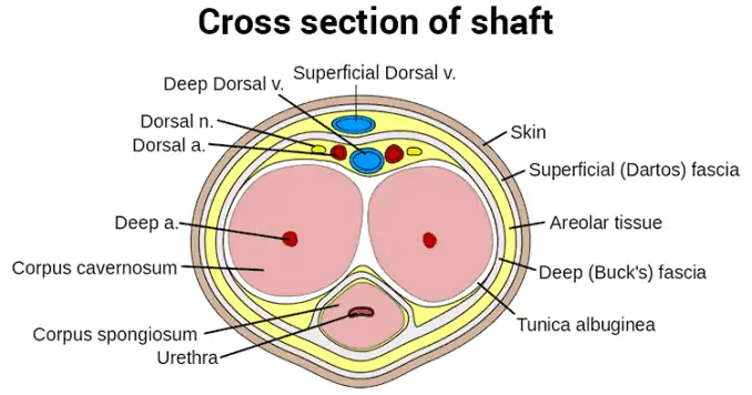 cross section diagram of penis shaft – Superfoodly