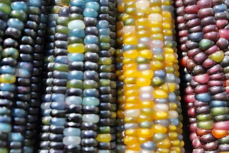 ears of red, yellow and blue corn