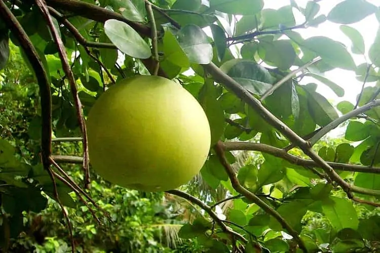 ripe pomelo growing on tree branch with leaves