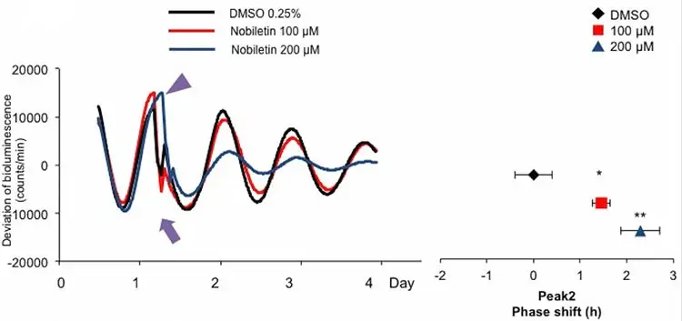 nobiletin circadian