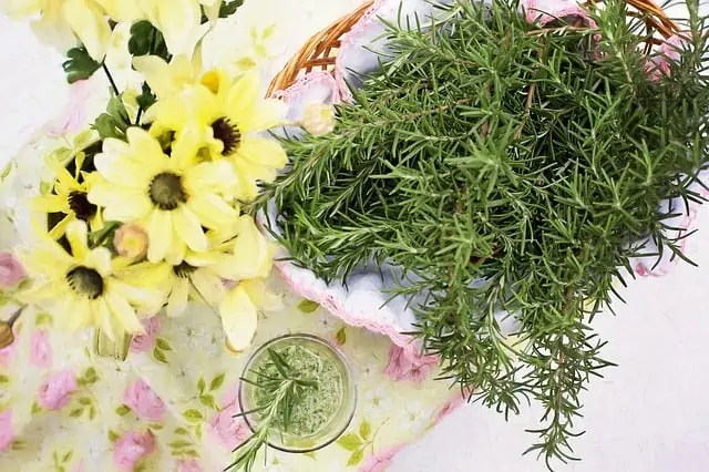 How To Use Rosemary Water For Hair Growth – Superfoodly