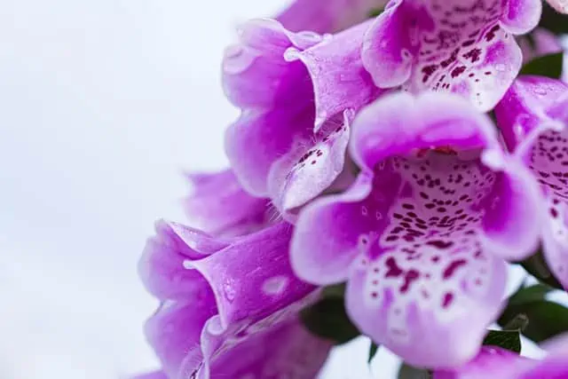 Foxglove 