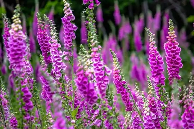 Foxglove 