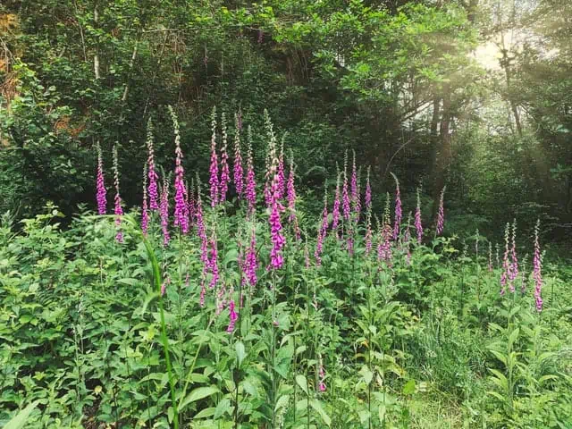 Foxglove 