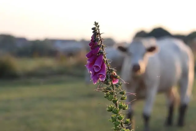 Foxglove 