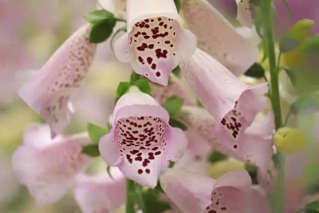 Foxglove 